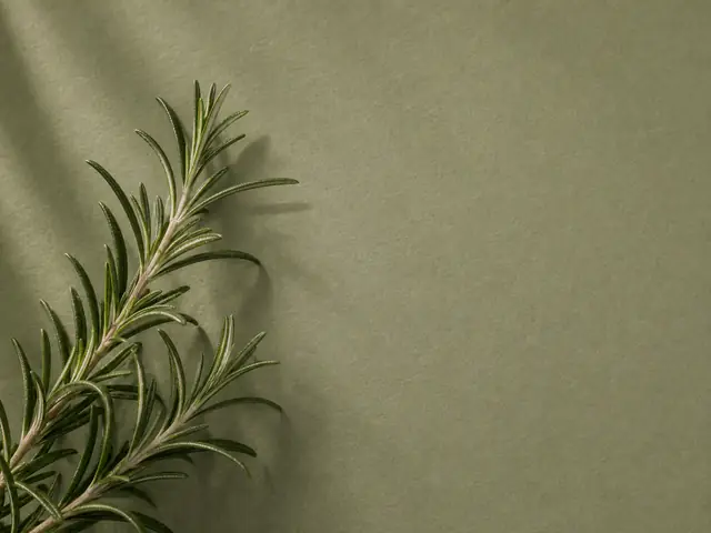شاخه رزماری تازه